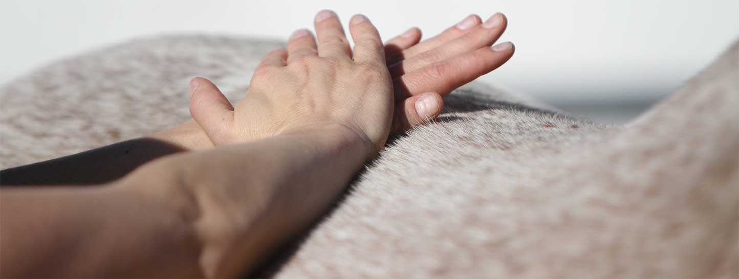 Grafik Tierarztpraxis Borggräfe