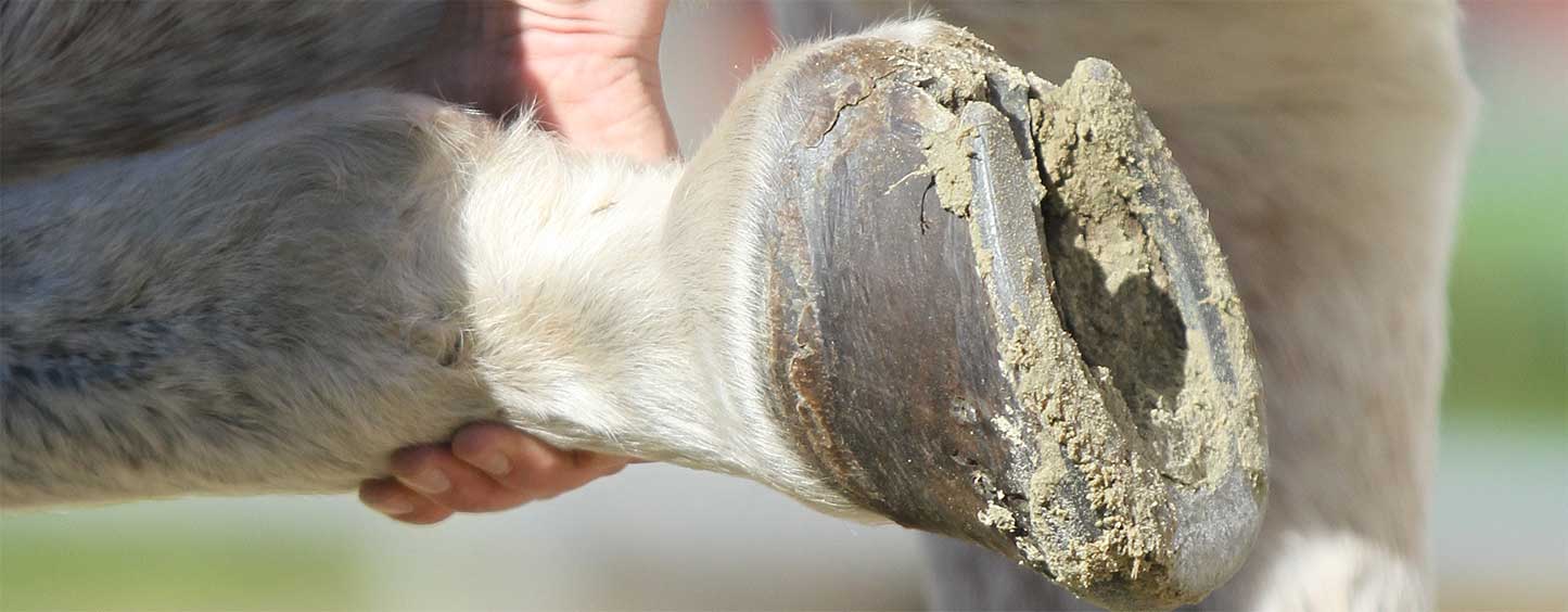 Grafik Tierarztpraxis Borggräfe